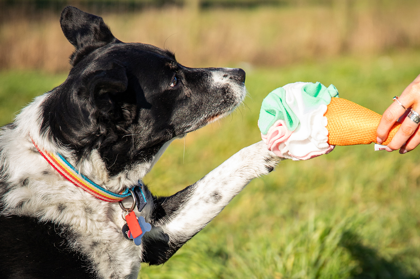 Beyond a Reward: How Treats Can Support Enrichment in Pets.